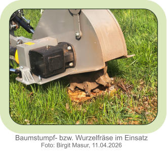 Baumstumpf- bzw. Wurzelfräse im Einsatz Foto: Birgit Masur, 11.04.2026