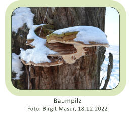 Baumpilz Foto: Birgit Masur, 18.12.2022