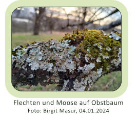 Flechten und Moose auf Obstbaum Foto: Birgit Masur, 04.01.2024