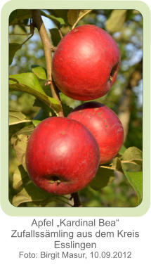 Apfel „Kardinal Bea“ Zufallssämling aus dem Kreis Esslingen Foto: Birgit Masur, 10.09.2012