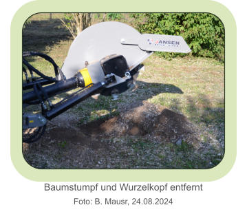 Baumstumpf und Wurzelkopf entferntFoto: B. Mausr, 24.08.2024