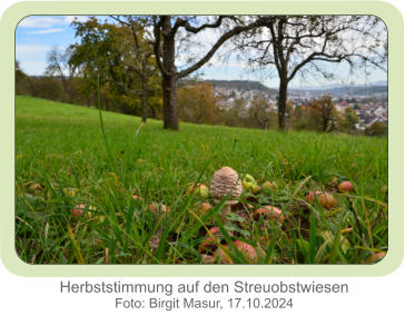 Herbststimmung auf den Streuobstwiesen Foto: Birgit Masur, 17.10.2024