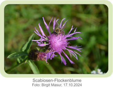 Scabiosen-Flockenblume Foto: Birgit Masur, 17.10.2024