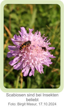 Scabiosen sind bei Insekten beliebt Foto: Birgit Masur, 17.10.2024