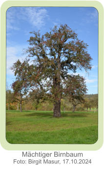 Mächtiger Birnbaum Foto: Birgit Masur, 17.10.2024