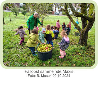 Fallobst sammelnde Maxis  Foto: B. Masur, 09.10.2024