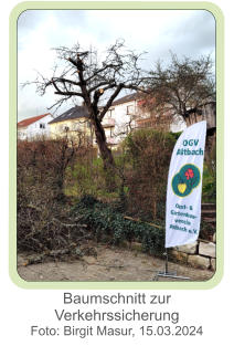 Baumschnitt zur Verkehrssicherung  Foto: Birgit Masur, 15.03.2024