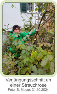 Verjüngungsschnitt an einer Strauchrose  Foto: B. Masur, 31.10.2024