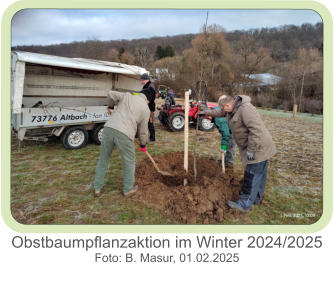 Obstbaumpflanzaktion im Winter 2024/2025  Foto: B. Masur, 01.02.2025