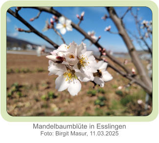 Mandelbaumblüte in Esslingen Foto: Birgit Masur, 11.03.2025