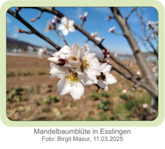 Mandelbaumblüte in Esslingen Foto: Birgit Masur, 11.03.2025