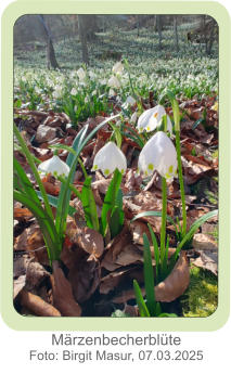 Märzenbecherblüte Foto: Birgit Masur, 07.03.2025