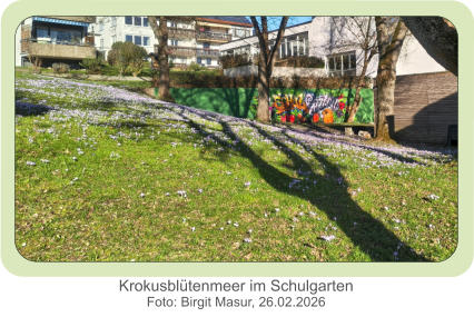 Krokusblütenmeer im Schulgarten Foto: Birgit Masur, 26.02.2026