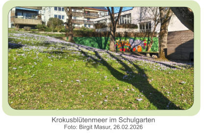 Krokusblütenmeer im Schulgarten Foto: Birgit Masur, 26.02.2026