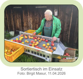 Sortiertisch im Einsatz Foto: Birgit Masur, 11.04.2026