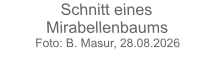 Schnitt eines MirabellenbaumsFoto: B. Masur, 28.08.2026