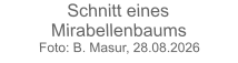 Schnitt eines MirabellenbaumsFoto: B. Masur, 28.08.2026