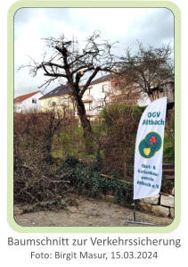 Baumschnitt zur Verkehrssicherung  Foto: Birgit Masur, 15.03.2024