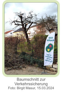 Baumschnitt zur Verkehrssicherung  Foto: Birgit Masur, 15.03.2024