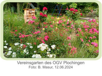 Vereinsgarten des OGV Plochingen Foto: B. Masur, 12.06.2024