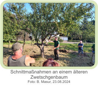 Schnittmaßnahmen an einem älteren Zwetschgenbaum Foto: B. Masur, 23.08.2024