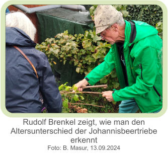 Rudolf Brenkel zeigt, wie man den Altersunterschied der Johannisbeertriebe erkennt  Foto: B. Masur, 13.09.2024