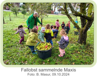 Fallobst sammelnde Maxis  Foto: B. Masur, 09.10.2024