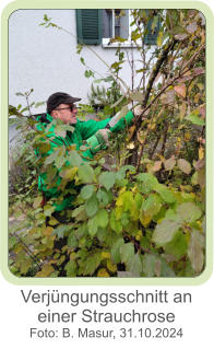 Verjüngungsschnitt an einer Strauchrose  Foto: B. Masur, 31.10.2024