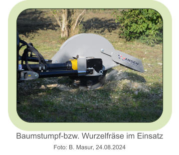 Baumstumpf-bzw. Wurzelfräse im EinsatzFoto: B. Masur, 24.08.2024