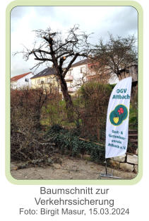 Baumschnitt zur Verkehrssicherung  Foto: Birgit Masur, 15.03.2024