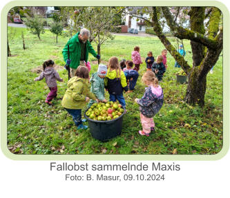 Fallobst sammelnde Maxis  Foto: B. Masur, 09.10.2024