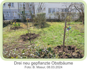 Drei neu gepflanzte Obstbäume  Foto: B. Masur, 08.03.2024