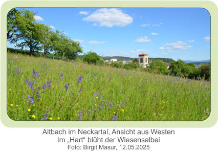 Altbach im Neckartal, Ansicht aus WestenIm „Hart“ blüht der Wiesensalbei Foto: Birgit Masur, 12.05.2025
