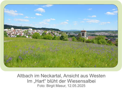 Altbach im Neckartal, Ansicht aus WestenIm „Hart“ blüht der Wiesensalbei Foto: Birgit Masur, 12.05.2025