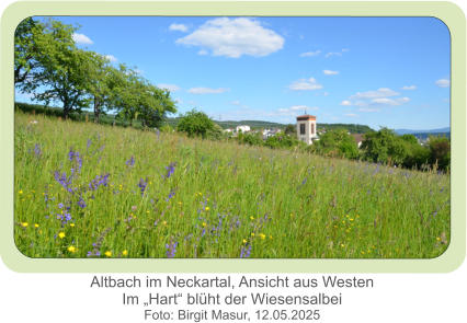 Altbach im Neckartal, Ansicht aus WestenIm „Hart“ blüht der Wiesensalbei Foto: Birgit Masur, 12.05.2025