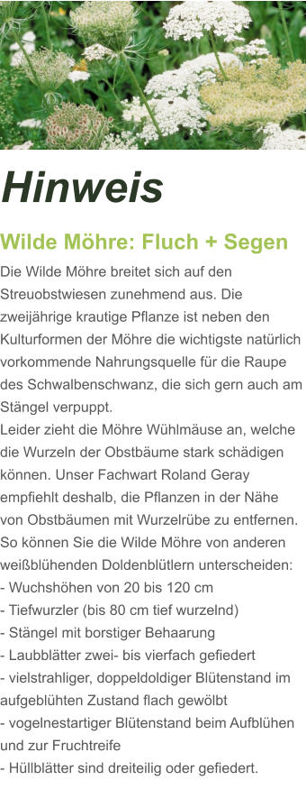 Hinweis Wilde Möhre: Fluch + Segen  Die Wilde Möhre breitet sich auf den Streuobstwiesen zunehmend aus. Die zweijährige krautige Pflanze ist neben den Kulturformen der Möhre die wichtigste natürlich vorkommende Nahrungsquelle für die Raupe des Schwalbenschwanz, die sich gern auch am Stängel verpuppt.  Leider zieht die Möhre Wühlmäuse an, welche die Wurzeln der Obstbäume stark schädigen können. Unser Fachwart Roland Geray empfiehlt deshalb, die Pflanzen in der Nähe von Obstbäumen mit Wurzelrübe zu entfernen.  So können Sie die Wilde Möhre von anderen weißblühenden Doldenblütlern unterscheiden:    - Wuchshöhen von 20 bis 120 cm - Tiefwurzler (bis 80 cm tief wurzelnd) - Stängel mit borstiger Behaarung - Laubblätter zwei- bis vierfach gefiedert - vielstrahliger, doppeldoldiger Blütenstand im aufgeblühten Zustand flach gewölbt - vogelnestartiger Blütenstand beim Aufblühen und zur Fruchtreife - Hüllblätter sind dreiteilig oder gefiedert.
